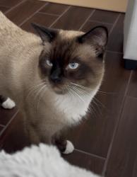 Lost Male Cat last seen Via del lago, Trabuco Canyon, CA 92679