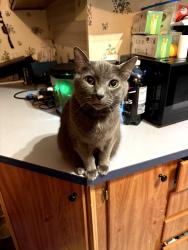 Lost Male Cat last seen Route 222, New Richmond, OH 45157