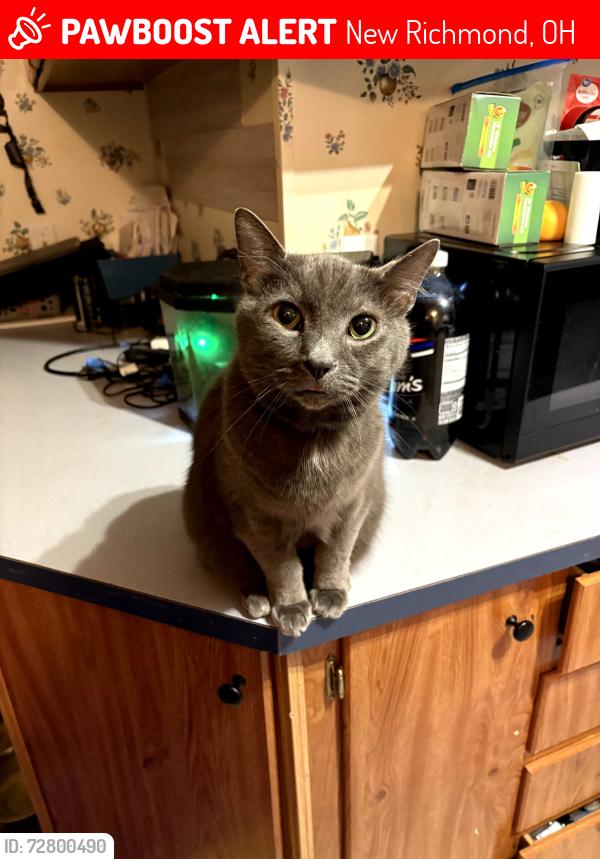 Lost Male Cat last seen Route 222, New Richmond, OH 45157