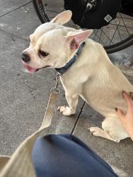 Found/Stray Male Dog last seen Shotwell and 23rd st in Mission , San Francisco, CA 94110