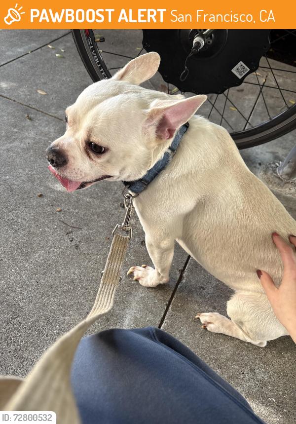 Found/Stray Male Dog last seen Shotwell and 23rd st in Mission , San Francisco, CA 94110