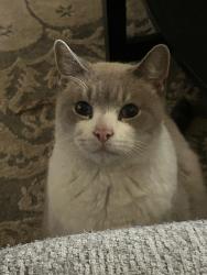 Lost Male Cat last seen Tall heights and Watchers Way, San Antonio, TX 78255