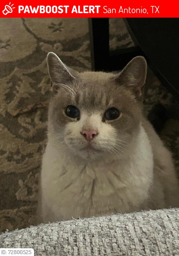 Lost Male Cat last seen Tall heights and Watchers Way, San Antonio, TX 78255
