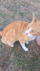 Found/Stray Male Cat last seen Hickory Street, Panama City, FL 32404