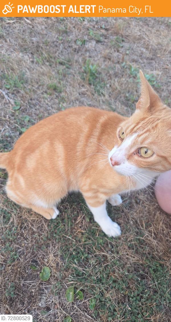 Found/Stray Male Cat last seen Hickory Street, Panama City, FL 32404
