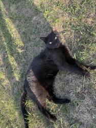 Found/Stray Unknown Cat last seen N Career & Maple St, Sioux Falls, SD 57107