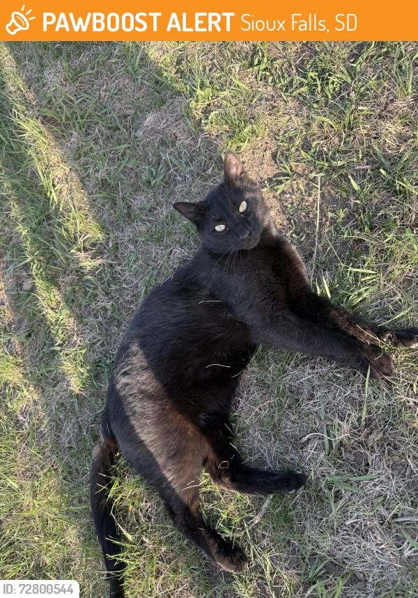 Found/Stray Unknown Cat last seen N Career & Maple St, Sioux Falls, SD 57107