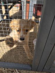 Found/Stray Unknown Dog last seen Crystal cir, Jurupa Valley, CA 92509