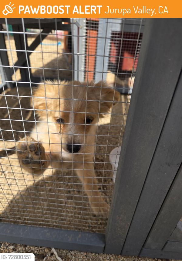 Found/Stray Unknown Dog last seen Crystal cir, Jurupa Valley, CA 92509