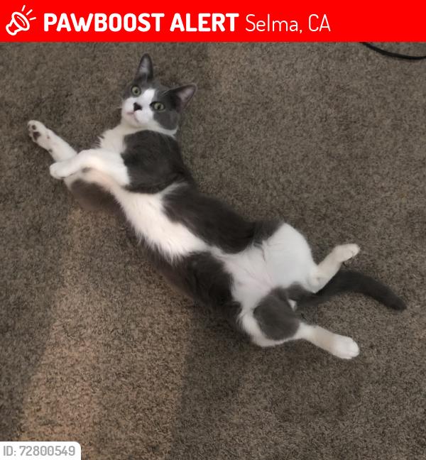 Lost Male Cat last seen B st, and C st Selma ca , Selma, CA 93662