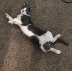 Lost Male Cat last seen B st, and C st Selma ca , Selma, CA 93662