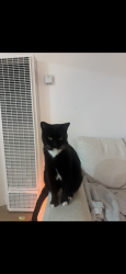 Lost Female Cat last seen Haines Street, San Diego, CA 92109