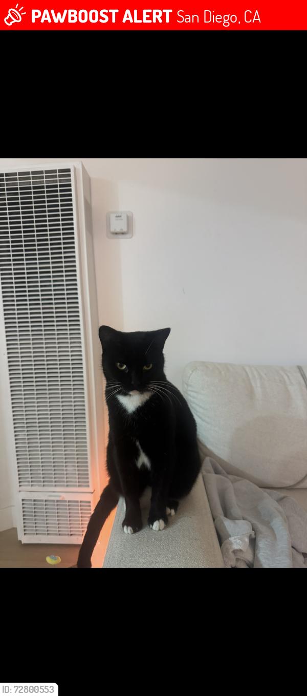 Lost Female Cat last seen Haines Street, San Diego, CA 92109
