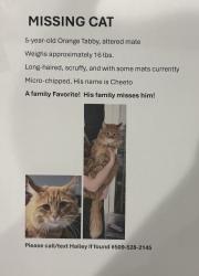 Lost Male Cat last seen Cottonwood drive, 190 PRSE, Benton County, WA 99338