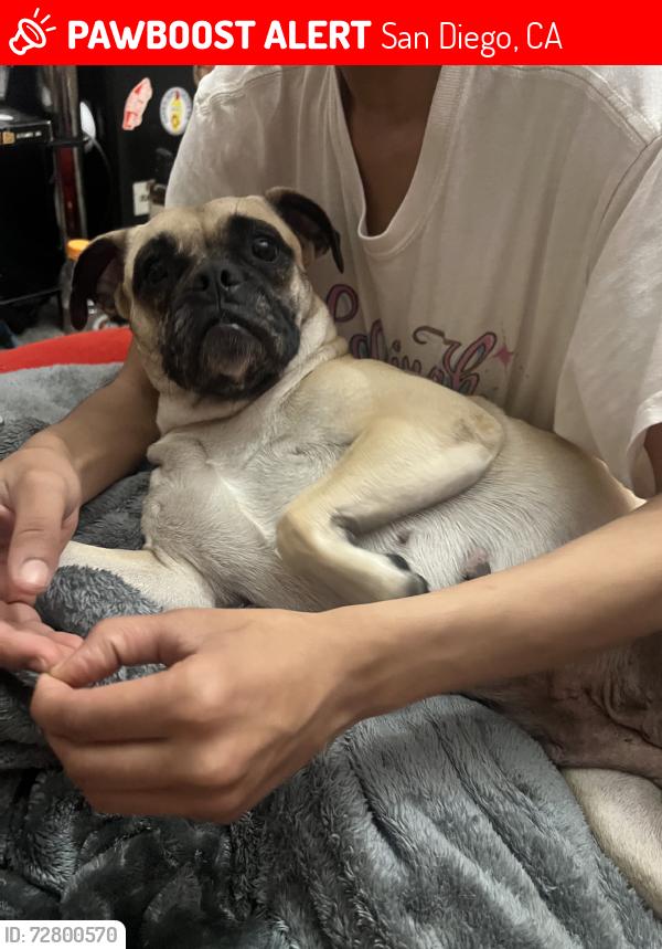 Lost Female Dog last seen  instead company, San Diego, CA 92123