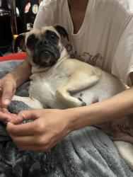 Lost Female Dog last seen  instead company, San Diego, CA 92123