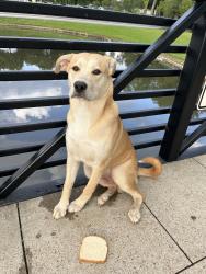 Found/Stray Male Dog last seen Irving Blvd and W 2nd, Irving, TX 75060