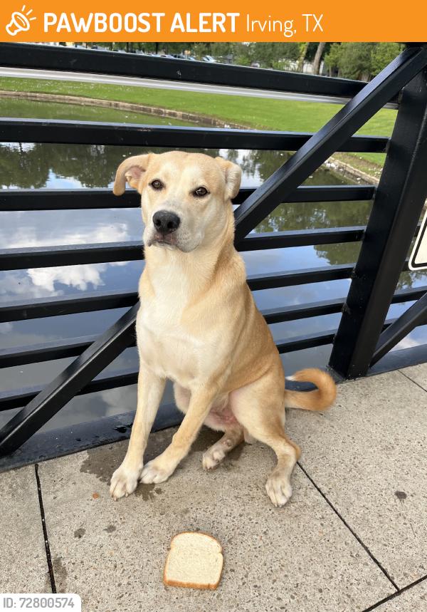 Found/Stray Male Dog last seen Irving Blvd and W 2nd, Irving, TX 75060