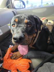 Found/Stray Female Dog last seen I10 freeway near 19th ave, Phoenix, AZ 85009