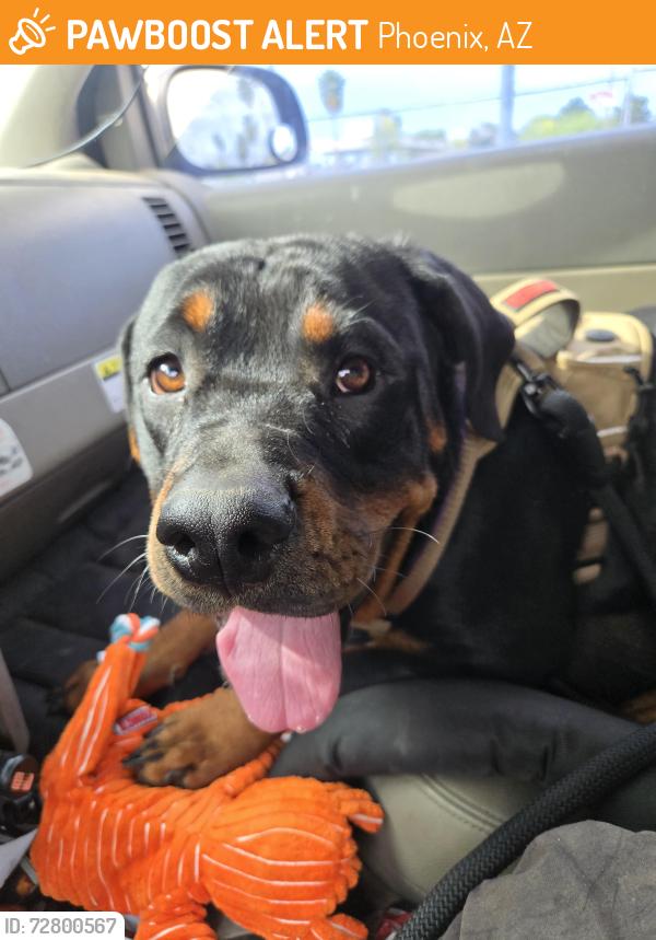 Found/Stray Female Dog last seen I10 freeway near 19th ave, Phoenix, AZ 85009