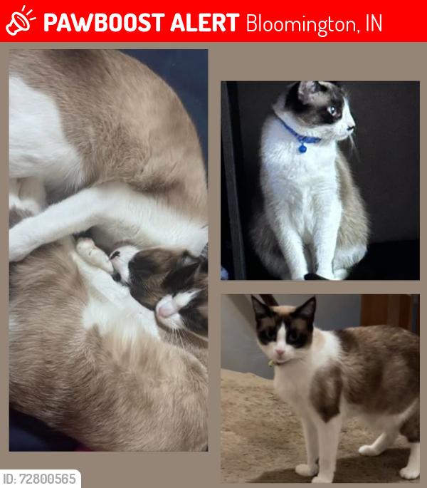 Lost Female Cat last seen Near s walnut street pike, bloomington, indiana 47401, Bloomington, IN 47401