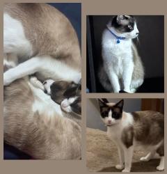 Lost Female Cat last seen Near s walnut street pike, bloomington, indiana 47401, Bloomington, IN 47401