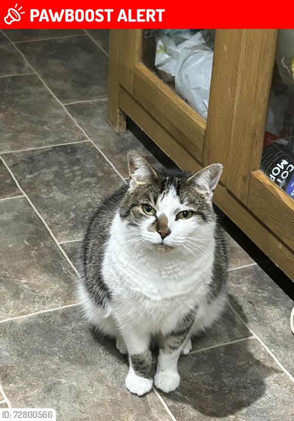 Lost Female Cat last seen PENDRE ROAD, PENRHYSIDE,, Penrhyn-side, Wales LL30 3BH