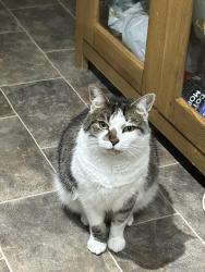 Lost Female Cat last seen PENDRE ROAD, PENRHYSIDE,, Penrhyn-side, Wales LL30 3BH