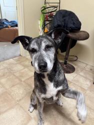 Lost Female Dog last seen Behind Ridley’s and FCs , Jerome, ID 83338
