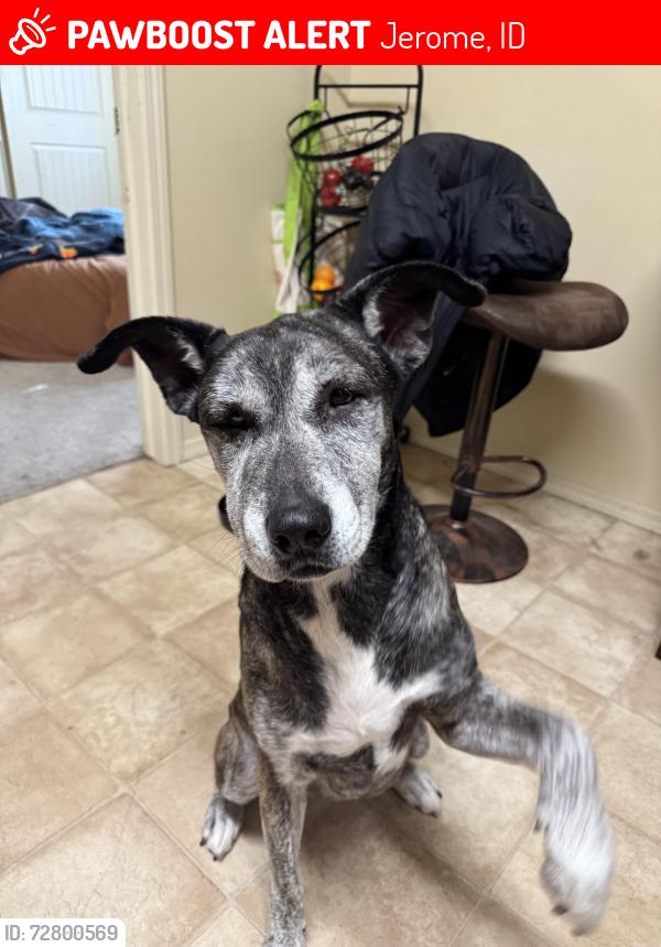 Lost Female Dog last seen Behind Ridley’s and FCs , Jerome, ID 83338