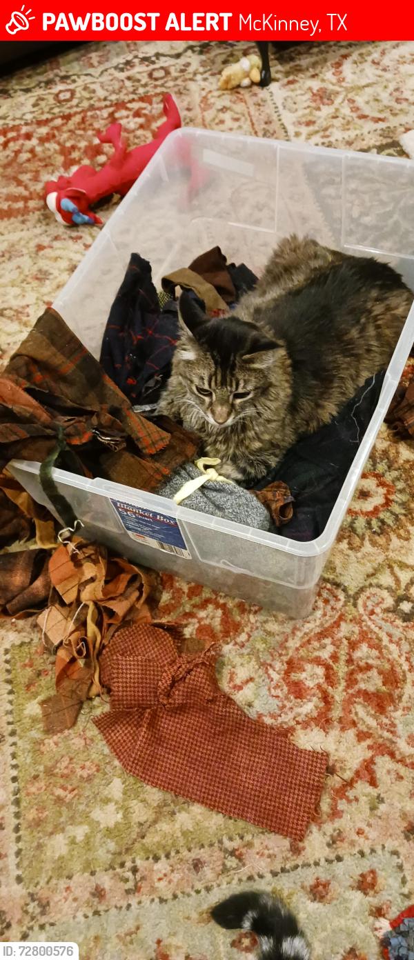 Lost Male Cat last seen Behind Costco at Hardin, McKinney, TX 75071