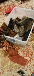 Lost Male Cat last seen Behind Costco at Hardin, McKinney, TX 75071