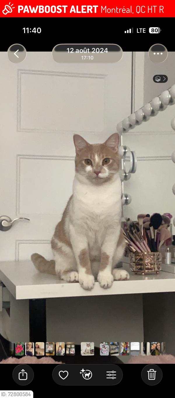 Lost Male Cat last seen bélanger et st zotique , Montréal, QC H1T 3R1