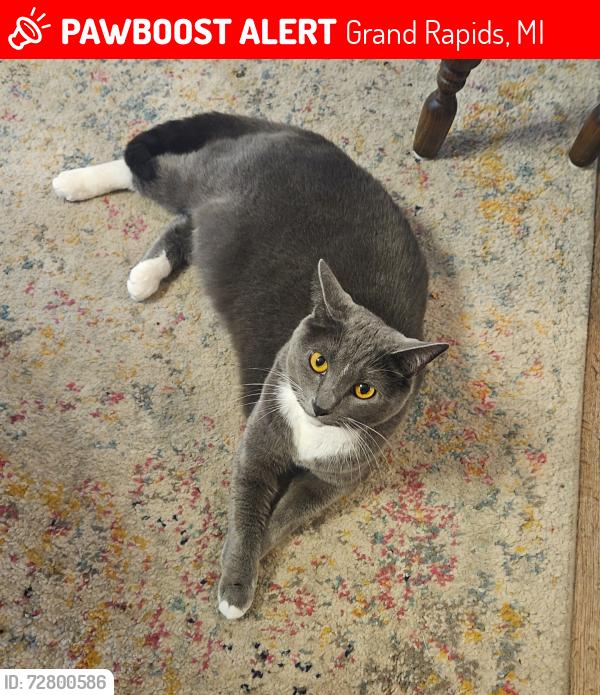 Lost Female Cat last seen Knapp ct and Cielo dr, Grand Rapids, MI 49525