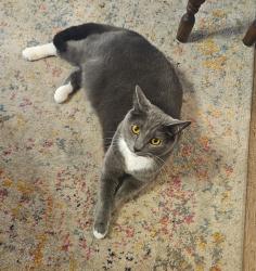 Lost Female Cat last seen Knapp ct and Cielo dr, Grand Rapids, MI 49525