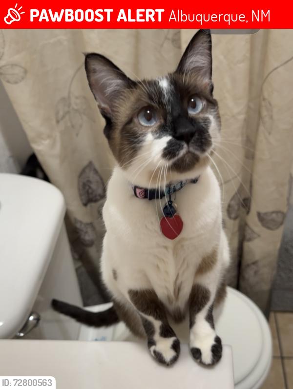 Lost Female Cat last seen Tijeras and Maple , Albuquerque, NM 87106