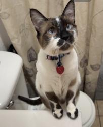 Lost Female Cat last seen Tijeras and Maple , Albuquerque, NM 87106
