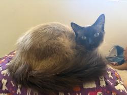 Lost Male Cat last seen Helix street, Spring Valley, CA 91977