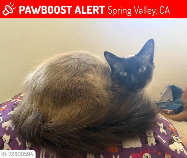Lost Male Cat last seen Helix street, Spring Valley, CA 91977
