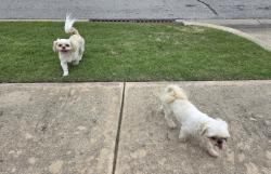 Found/Stray Female Dog last seen 125th St & So Cedar Ave in Jenks, Jenks, OK 74037