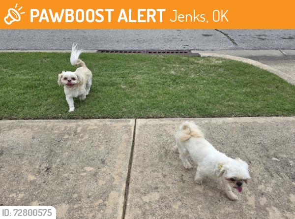 Found/Stray Female Dog last seen 125th St & So Cedar Ave in Jenks, Jenks, OK 74037