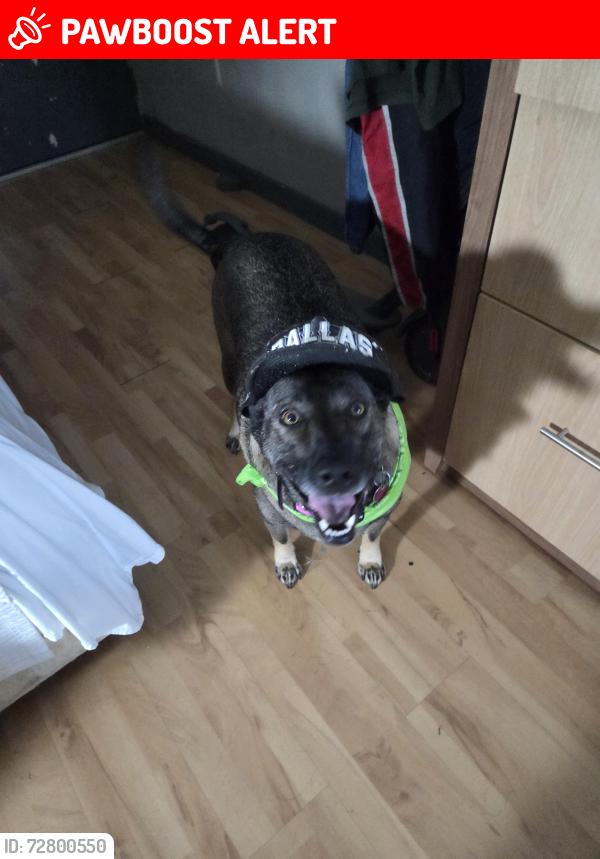 Lost Female Dog last seen Qiksak .silvercreek and lasvegas trail, White Settlement, TX 76108