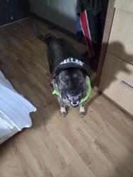 Lost Female Dog last seen Qiksak .silvercreek and lasvegas trail, White Settlement, TX 76108