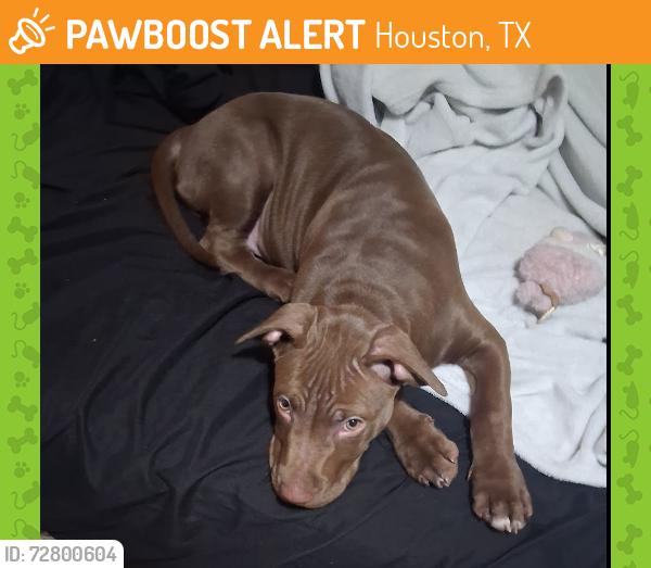 Found/Stray Male Dog last seen willow pl dr, Houston, TX 77070
