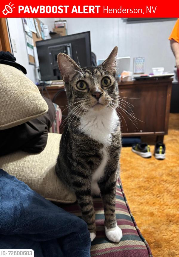 Lost Male Cat last seen Sandy Ridge & Horizon Ridge, Henderson, NV 89052