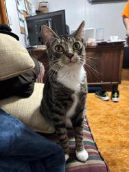 Lost Male Cat last seen Sandy Ridge & Horizon Ridge, Henderson, NV 89052