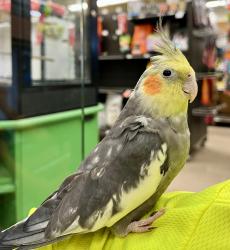 Lost Male Bird last seen Flower hill subdivision, Round Rock, TX 78664