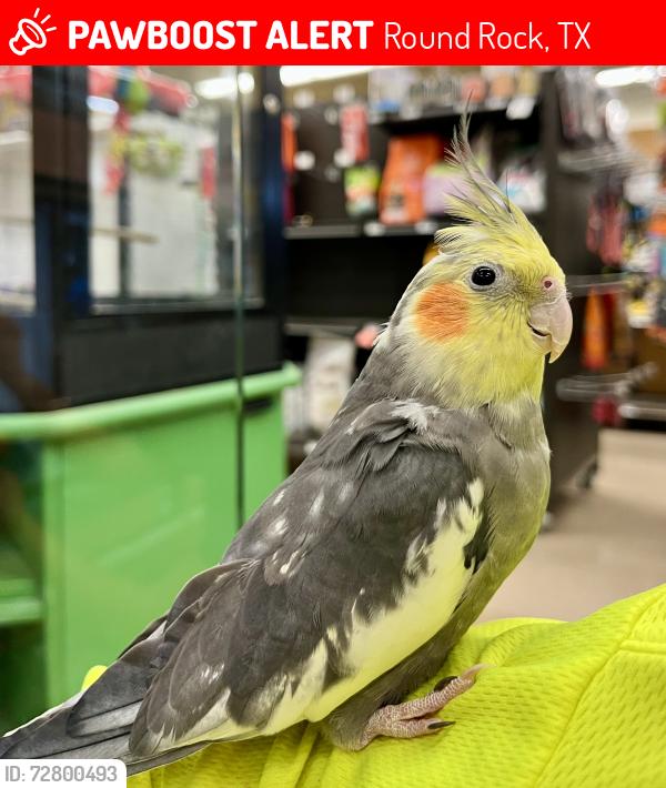 Lost Male Bird last seen Flower hill subdivision, Round Rock, TX 78664