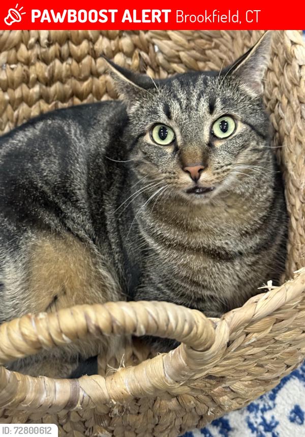 Lost Male Cat last seen Laurel Hill Rd & Station Rd, Brookfield CT, Brookfield, CT 06804