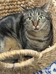 Lost Male Cat last seen Laurel Hill Rd & Station Rd, Brookfield CT, Brookfield, CT 06804